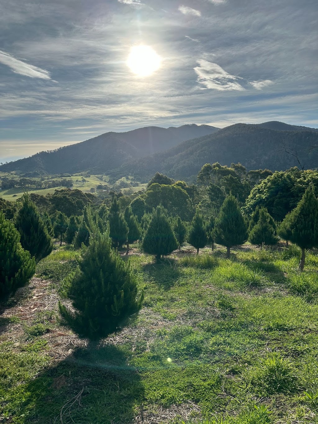 Tilba Farm XMAS Trees | Sherringham Ln, Central Tilba NSW 2546, Australia | Phone: 0411 198 944