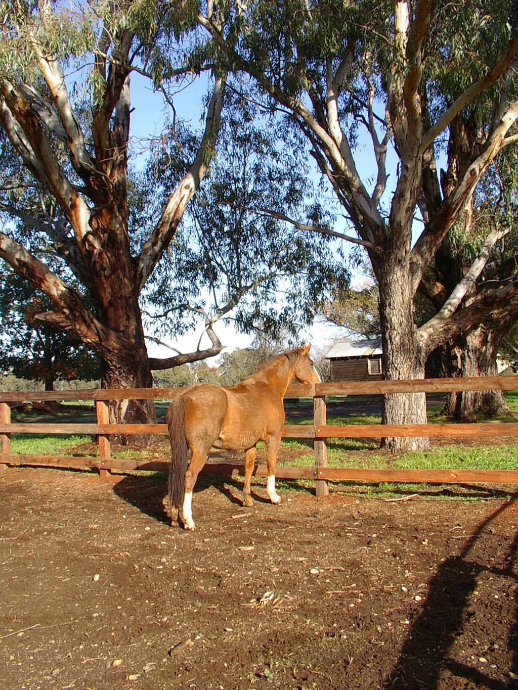 Ovens Valley Equine | veterinary care | 920 Great Alpine Rd, Tarrawingee VIC 3678, Australia | 0357251464 OR +61 3 5725 1464
