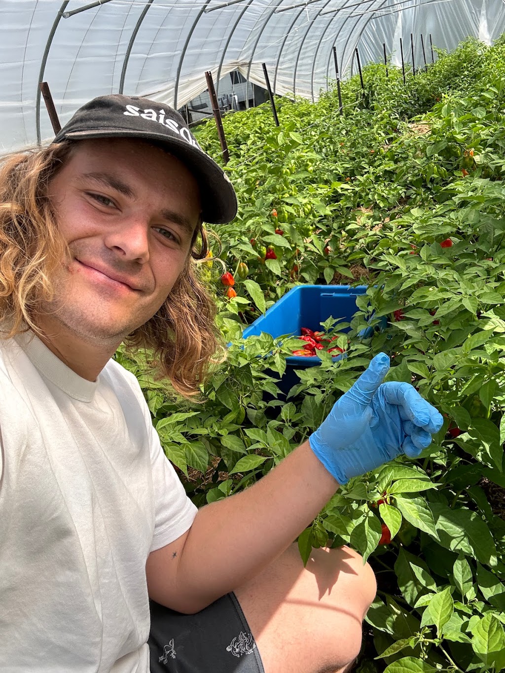 Westmont Pickles | 110 Cedar Creek Rd, Thirlmere NSW 2572, Australia | Phone: 0410 339 228