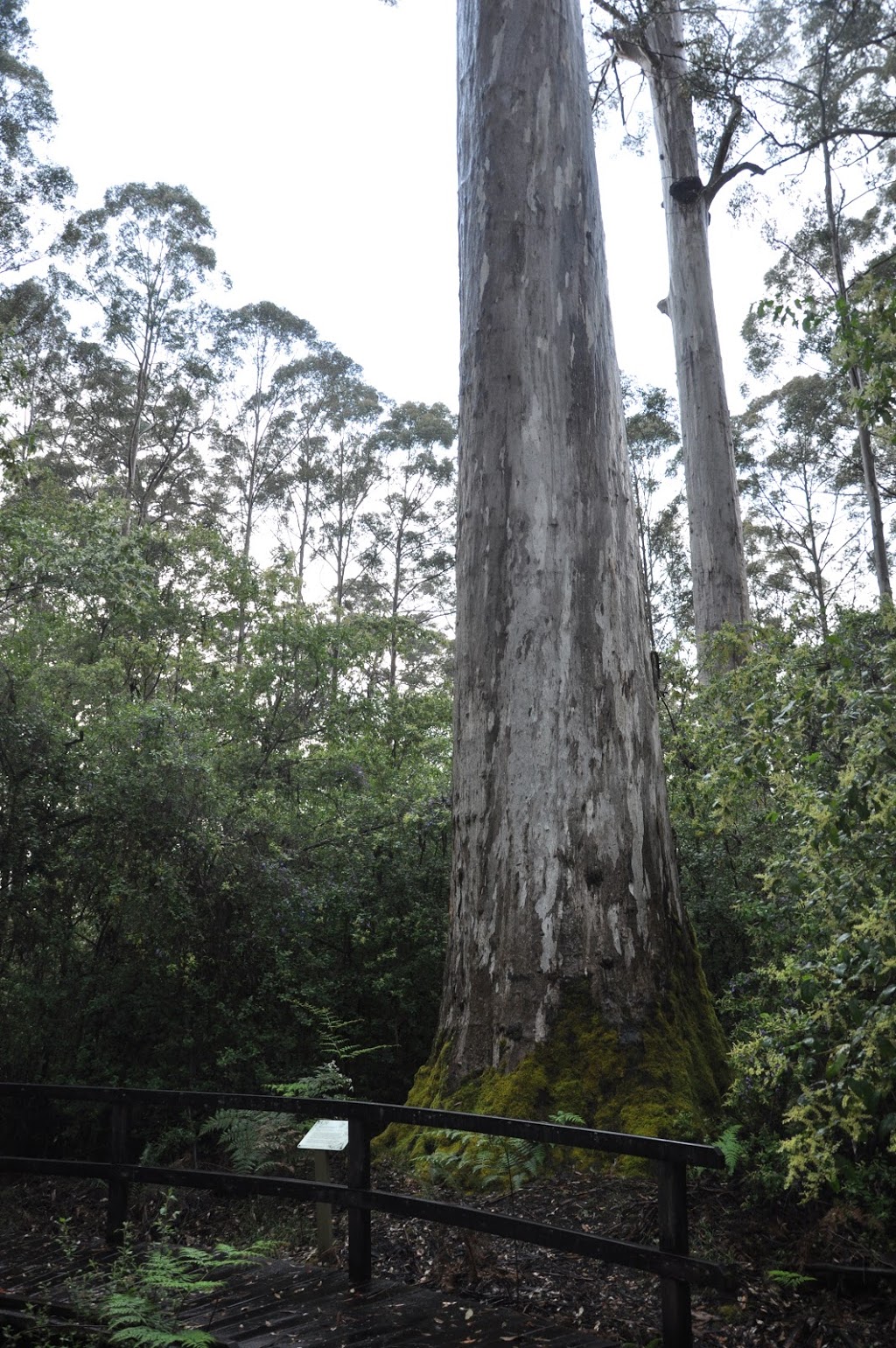 Big Tree Grove | park | Shannon WA 6262, Australia