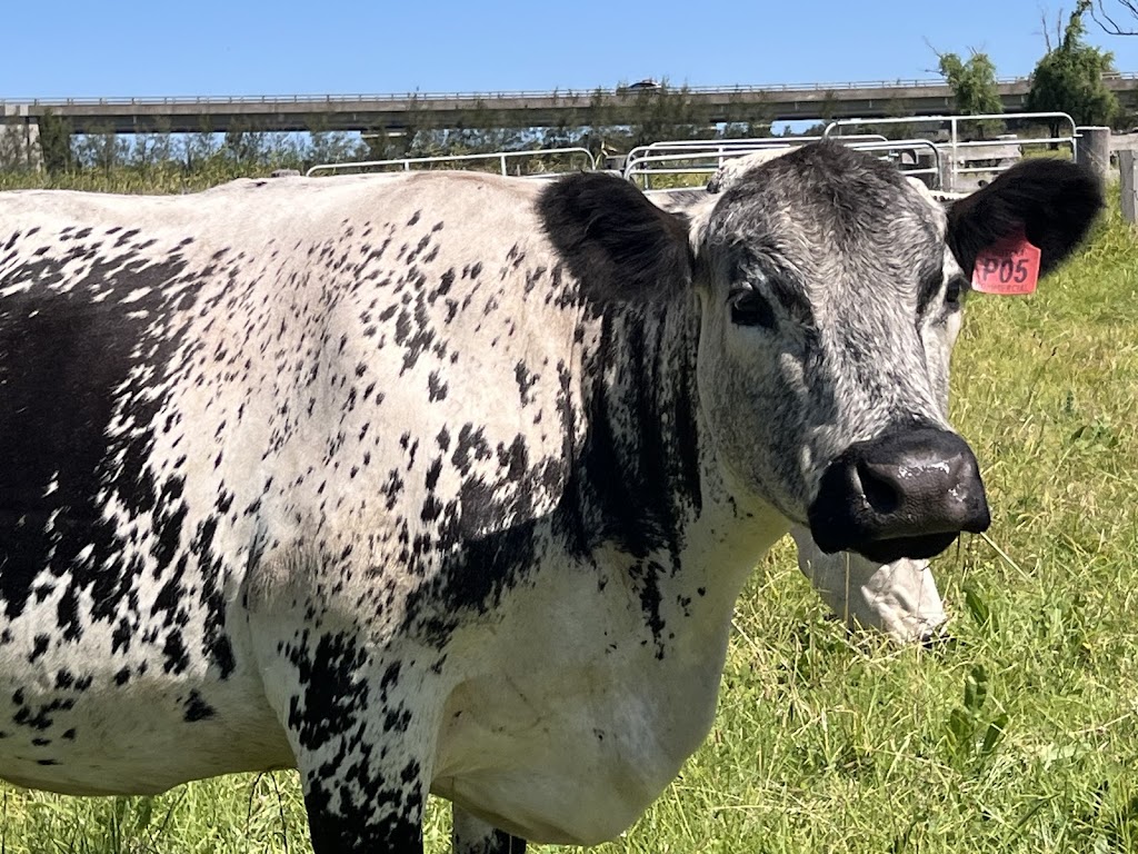 Gotcha Speckle Park | 43 Dumaresq Island Rd, Dumaresq Island NSW 2430, Australia | Phone: 0488 988 244