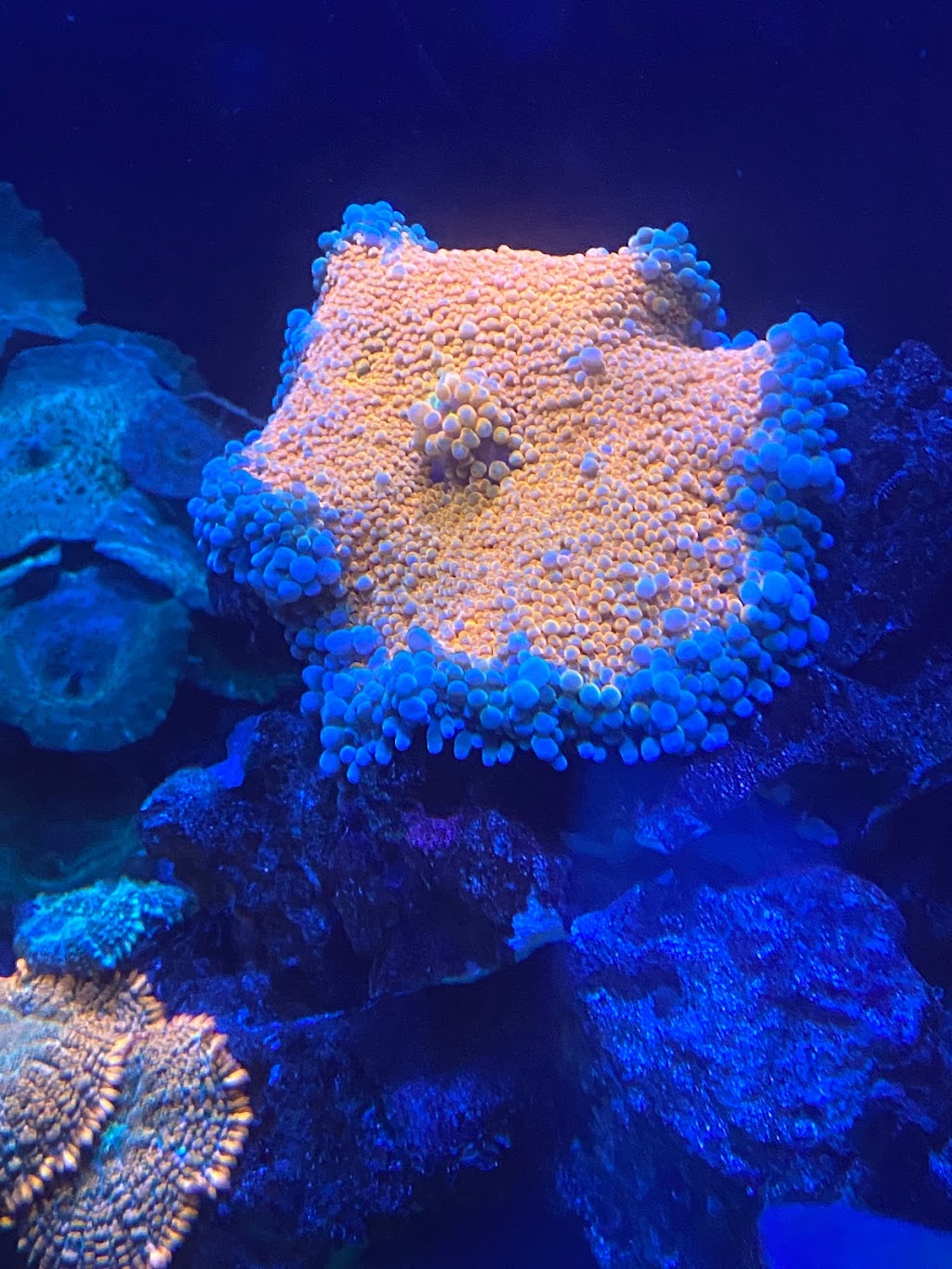 Kanmantoo corals | Old Princes Hwy, Kanmantoo SA 5252, Australia | Phone: 0439 299 404