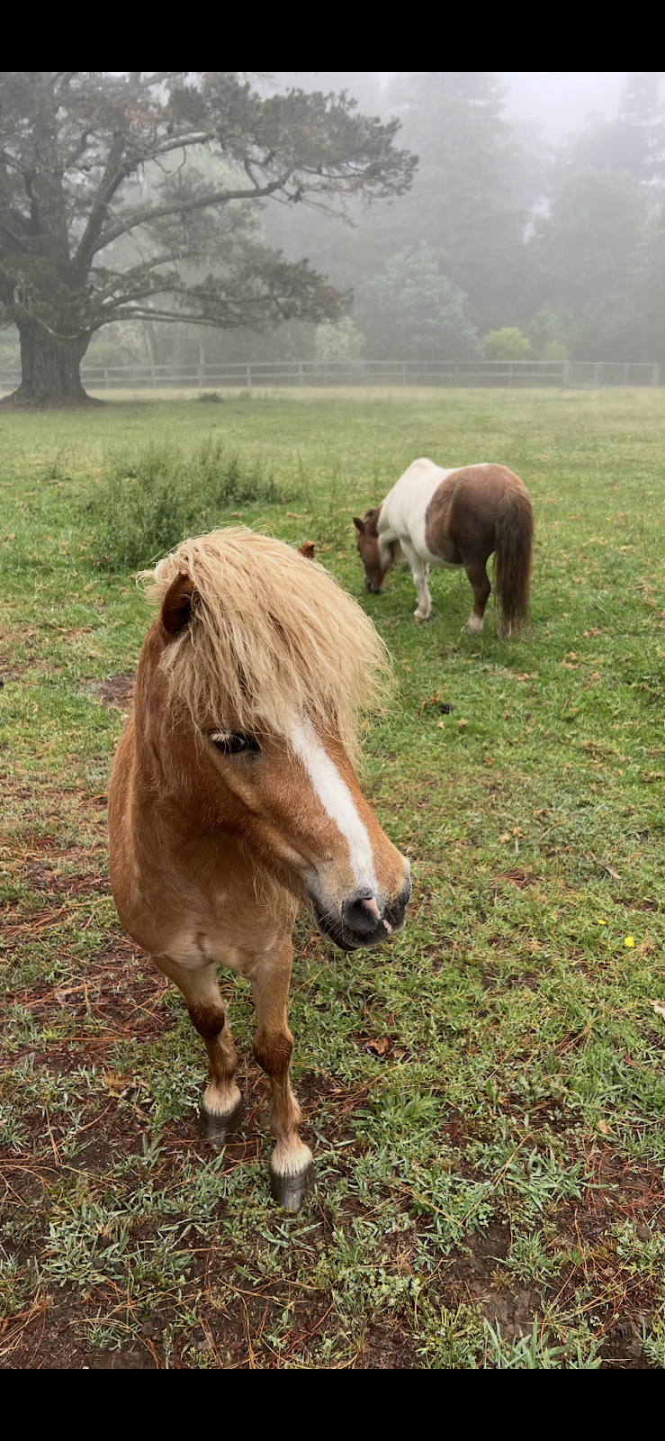 Fellowdale Farm | 62 Hayman Rd, Bundanoon NSW 2578, Australia | Phone: 0412 253 846