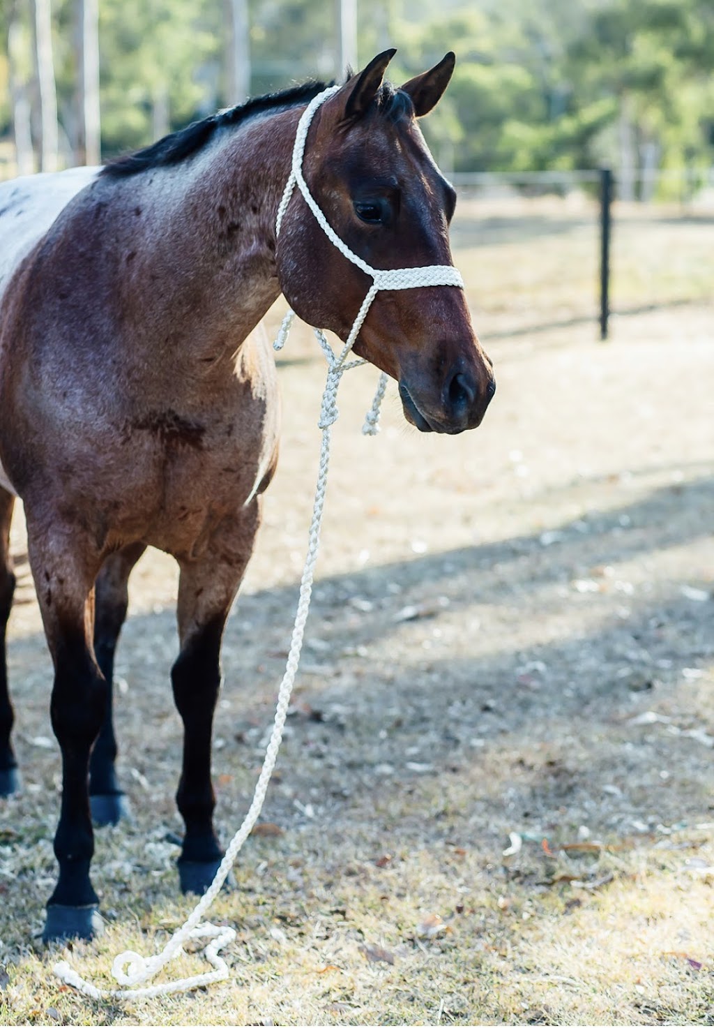 Ruby Rose Horse and Rider | GYMPIE DC, 545 Mary Valley Rd, Long Flat QLD 4570, Australia | Phone: 0417 520 342