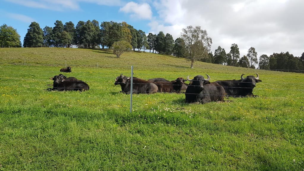 Burraduc Buffalo | 2015 The Lakes Way, Mayers Flat NSW 2423, Australia | Phone: 0416 027 683