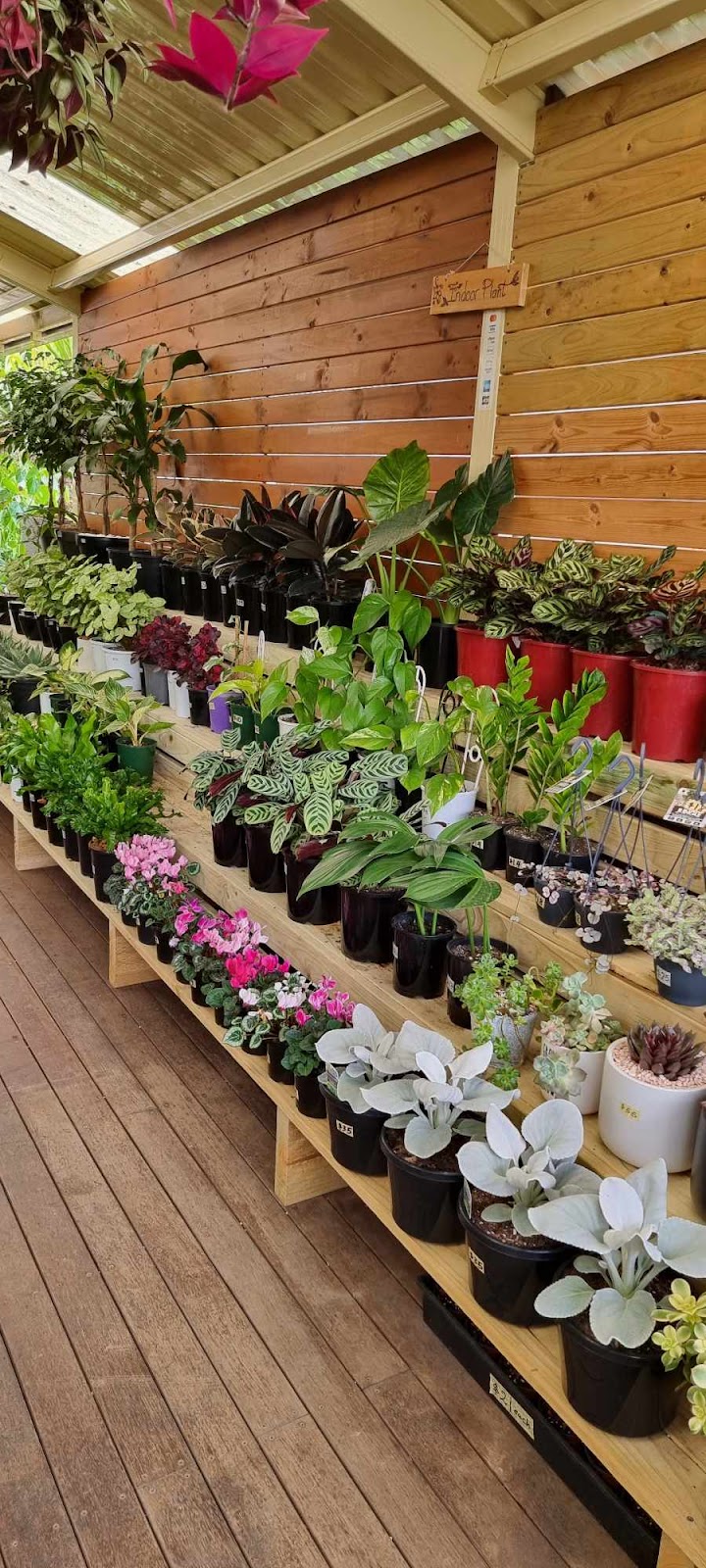 Plant smile Nursery | 19 Lorenzo Cres, Rosemeadow NSW 2560, Australia | Phone: 0433 963 878