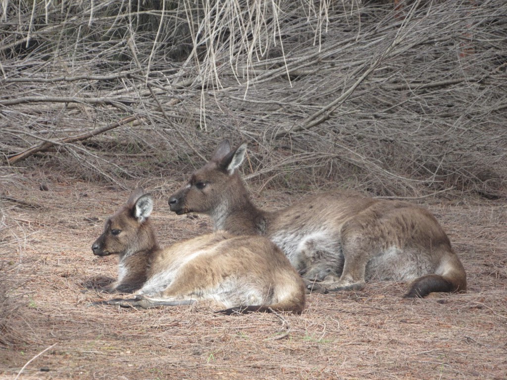 Lathami Conservation Park | park | Cassini SA 5223, Australia