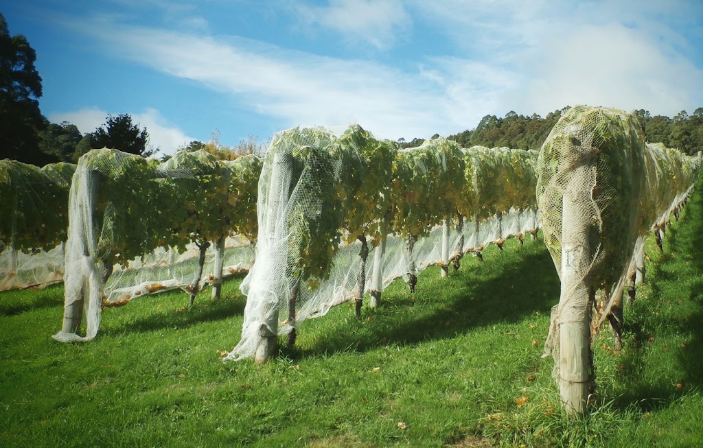 Leven Valley Vineyard | 321 Raymond Rd, Gunns Plains TAS 7315, Australia | Phone: (03) 6429 1140