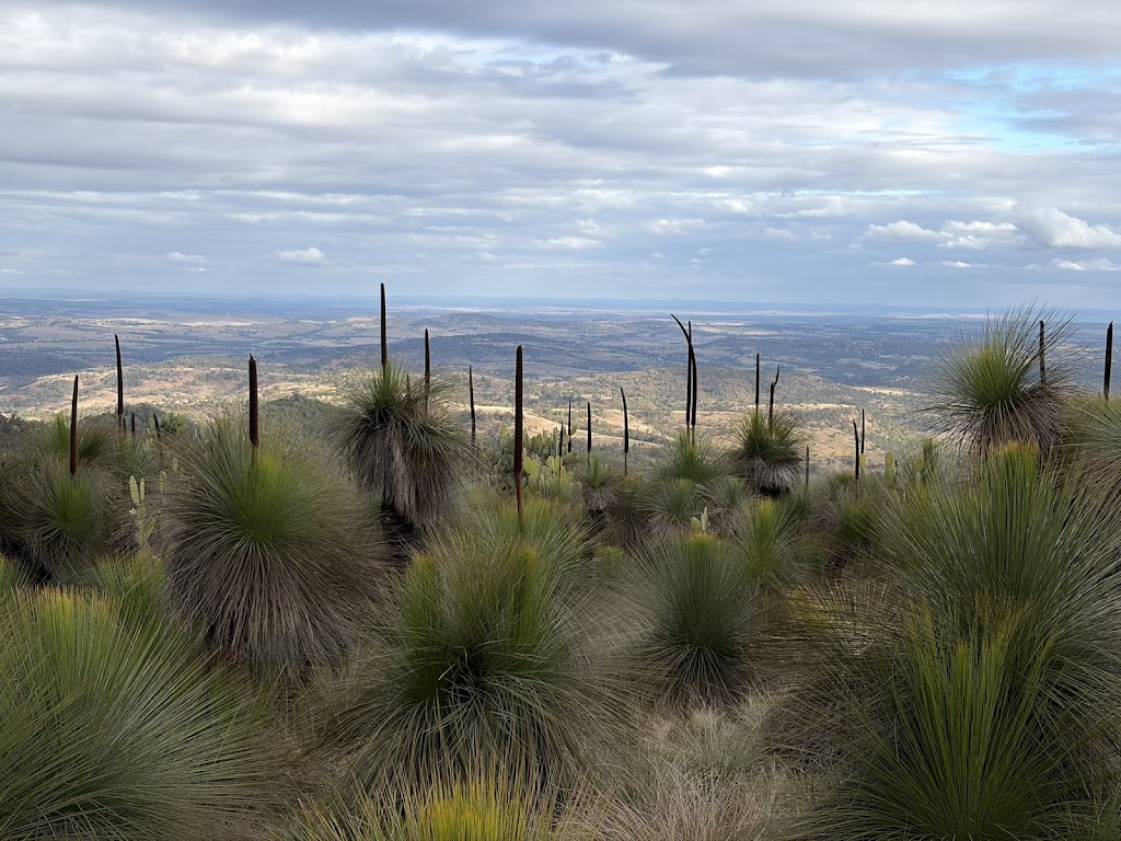 Bunya View Nursery | Dorman Gully Rd, Bunya Mountains QLD 4405, Australia | Phone: 0428 520 877