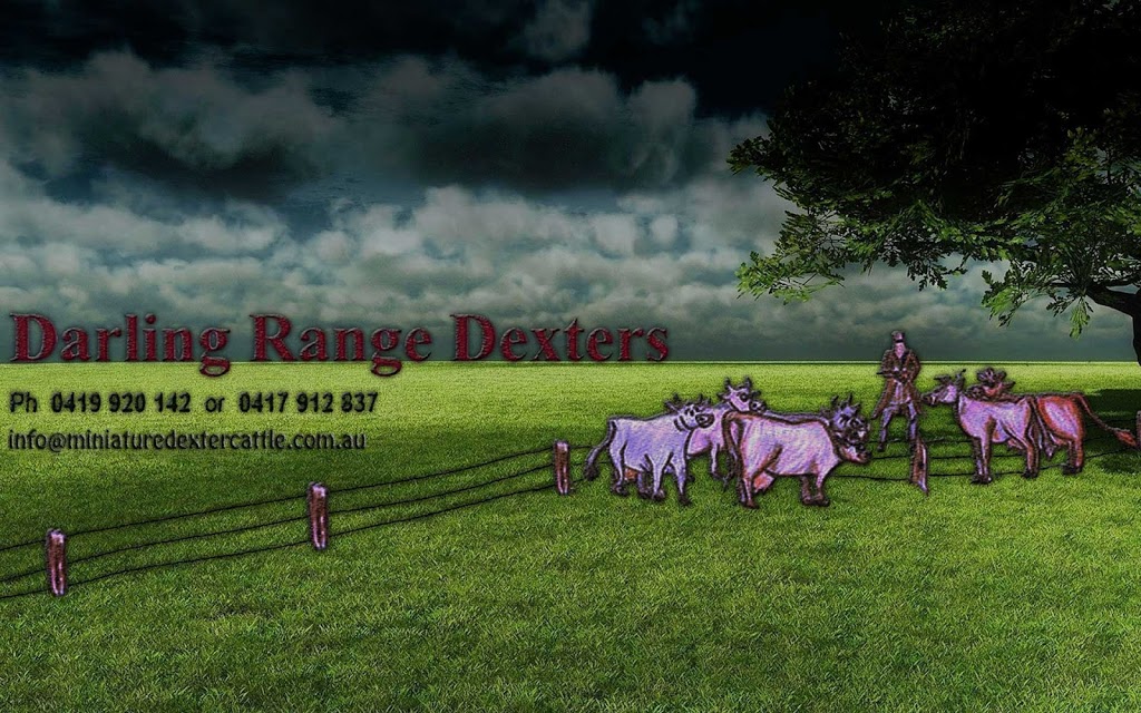 Darling Range Dexters | 755 Sheans Creek Rd, Balmattum VIC 3666, Australia | Phone: 0417 912 837