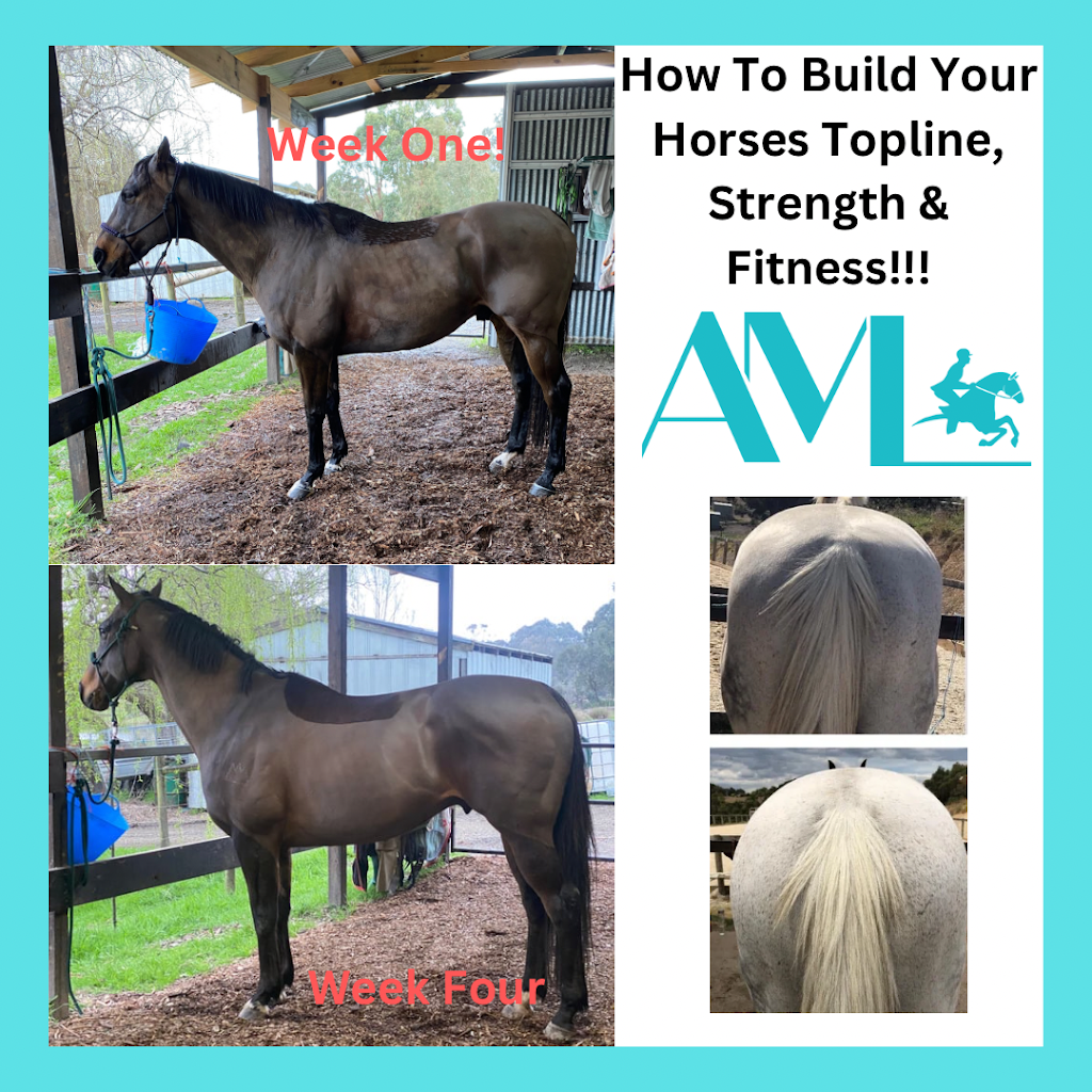AML Equestrian Coaching | Coopers Rd, Macclesfield VIC 3782, Australia | Phone: 0474 777 307