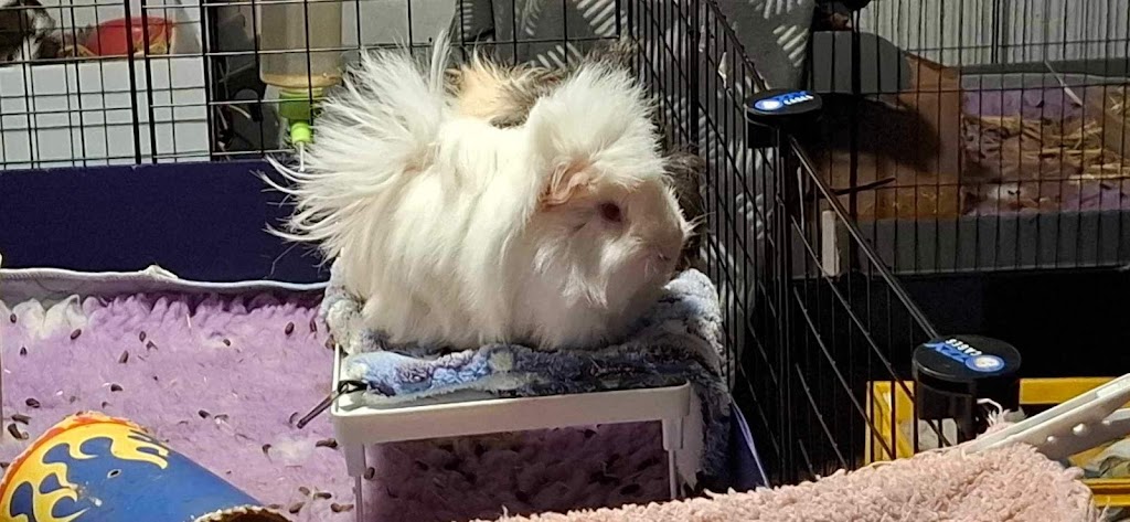 Happy Taters Guinea Pig Boarding | 5 Corella Pl, Werribee VIC 3030, Australia | Phone: 0403 054 260