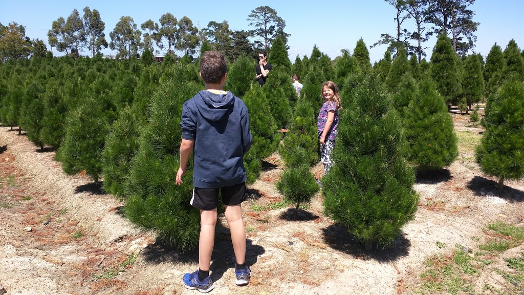 Dandenong Christmas Tree Farm | 336 Brown Rd, Officer VIC 3809, Australia | Phone: 1300 655 652