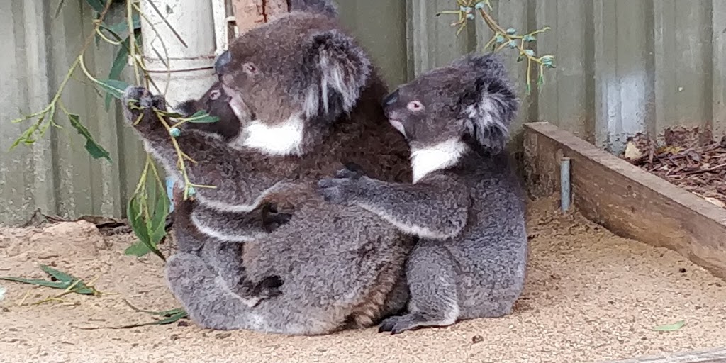 Kangaroo Island Wildlife Park | 4068 Playford Hwy, Duncan SA 5223, Australia | Phone: (08) 8559 6050