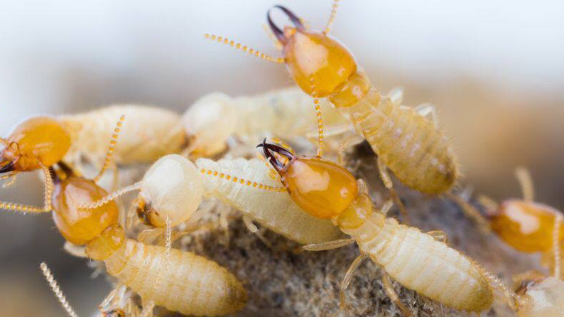 Alldone Pest Control | Edens Landing QLD 4207, Australia | Phone: 0490 110 368