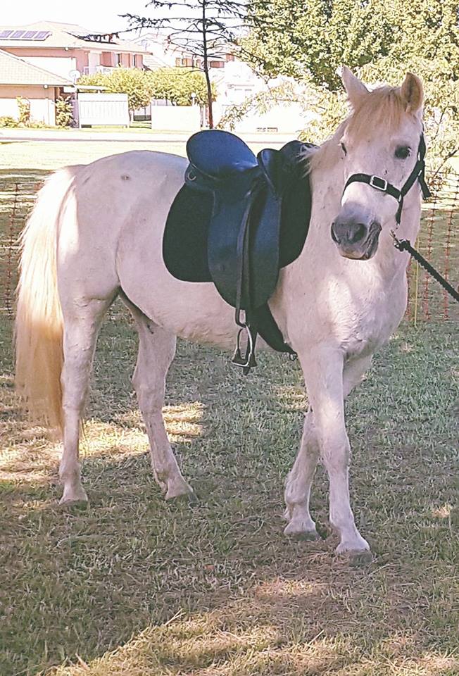 Outback Pony Rides | 27L Camp Rd, Dubbo NSW 2830, Australia | Phone: 0438 383 931