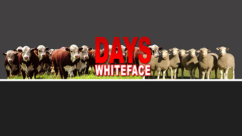 Days Whiteface | 868, Bordertown-Naracoorte Rd, Bordertown SA 5268, Australia | Phone: (08) 8752 1630