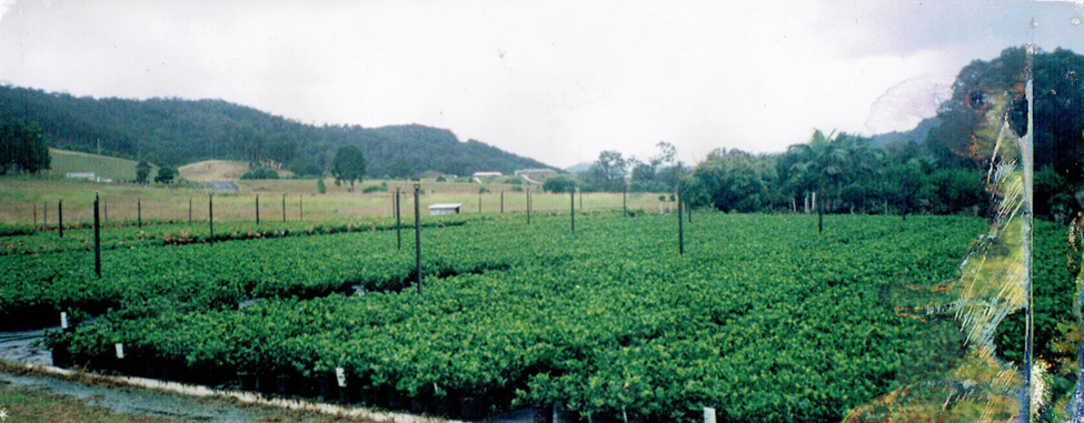 Foliage Farm Wholesale Nursery |  | 14 Gladrose Cres, Wongawallan QLD 4210, Australia | 0419773565 OR +61 419 773 565