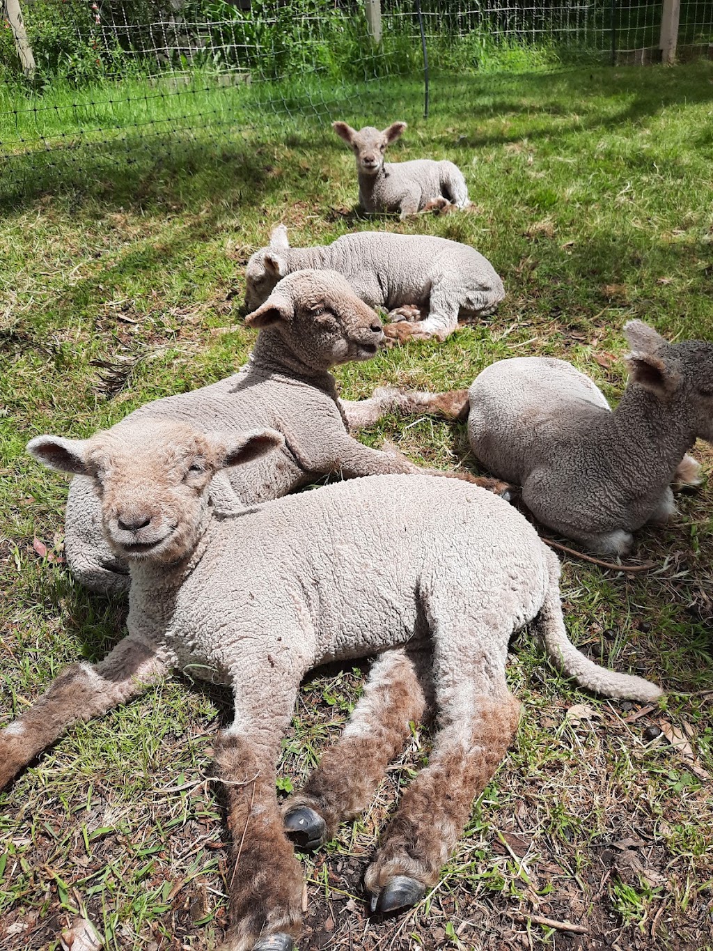 Harvest Homestead | 229 Glenfern Rd, Upwey VIC 3158, Australia | Phone: 0477 733 881