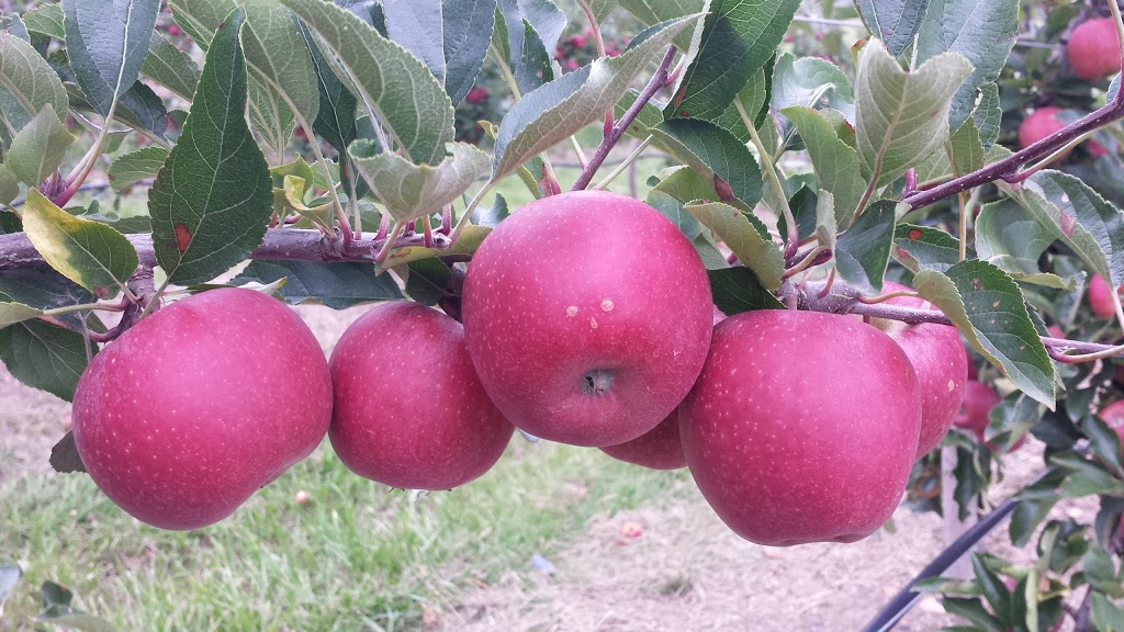Appleshack at Glenbernie Orchard | 259 Darkes Forest Rd, Darkes Forest NSW 2508, Australia | Phone: (02) 4294 3421
