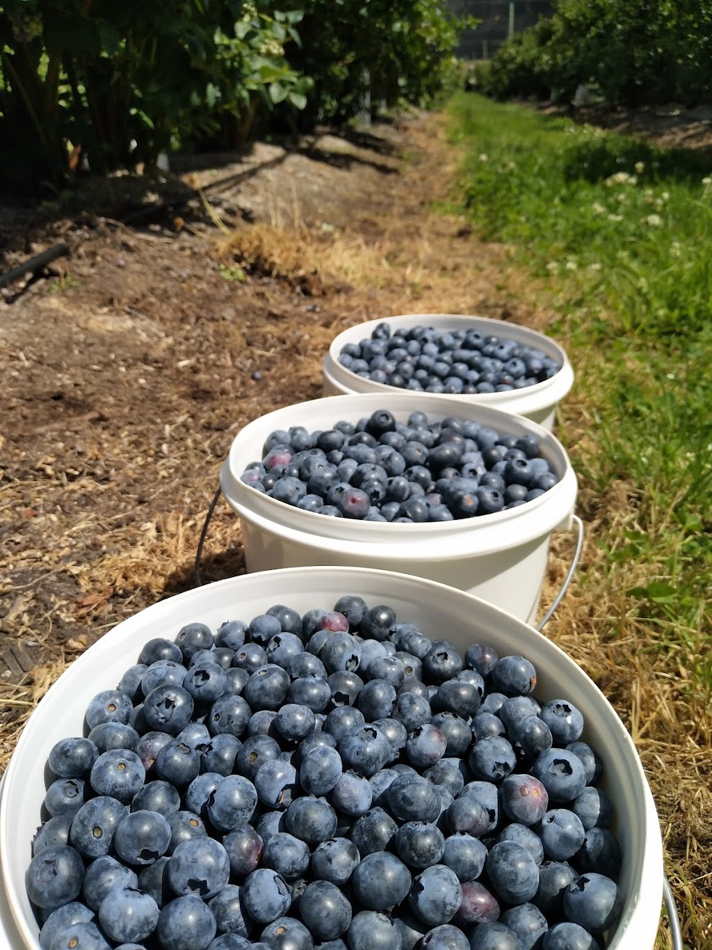 Tassie Blue Blueberries | 79 Cygnet Coast Rd, Lymington TAS 7109, Australia | Phone: (03) 6295 0082