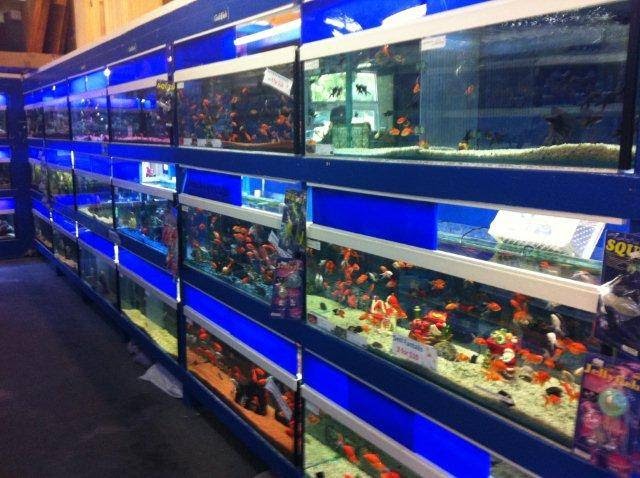 All About Fish! Amphibians and Reptiles | aquarium | 393A Hillsborough Rd, Warners Bay NSW 2282, Australia | 0249545477 OR +61 2 4954 5477