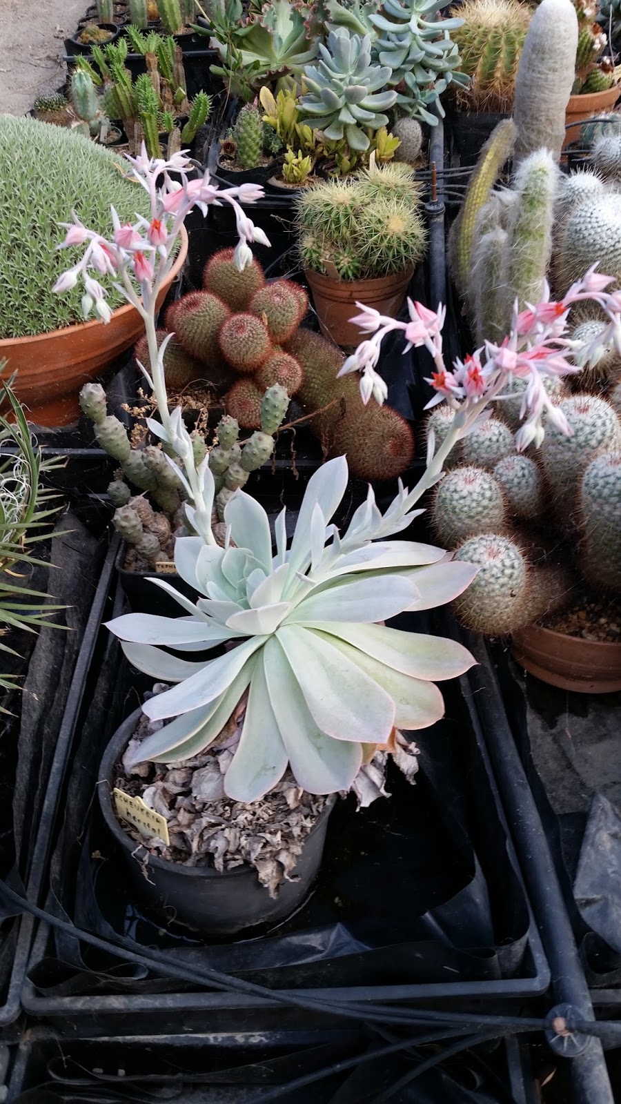 Australian Cactus & Succulent Supplies PTY LTD | 341 Alderley Ln, Booral NSW 2425, Australia | Phone: 0490 351 673