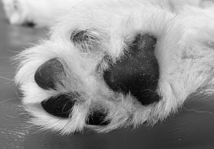 Talking Tails | Samford Community Hub, 2204 Mount Samson Rd, Samford Valley QLD 4520, Australia | Phone: 0434 554 630