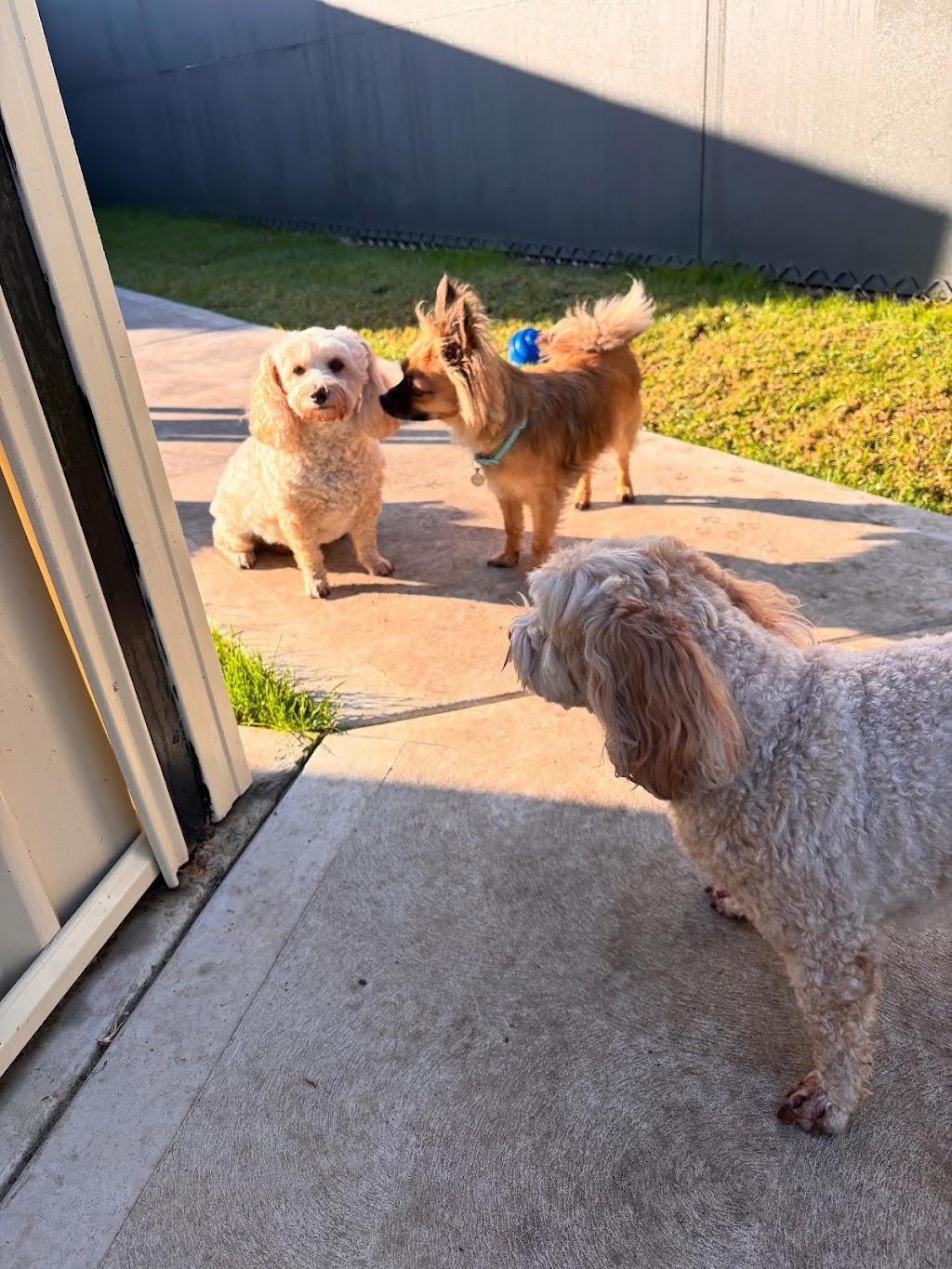 Maitland Pet Resort | 138 Cessnock Rd, Maitland NSW 2320, Australia | Phone: (02) 4909 4888
