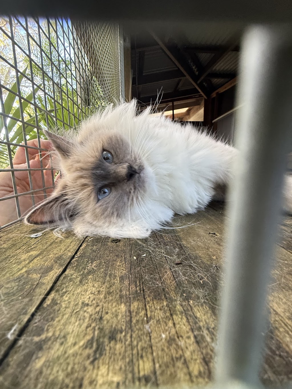 Twin Pine Pet Resort | 2989 Mackay Eungella Rd, Benholme QLD 4754, Australia | Phone: 0466 816 360