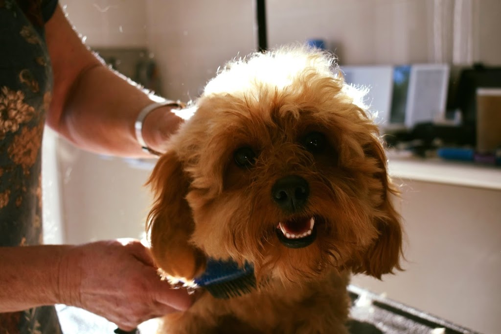 Picky Pups Dog Grooming | Range Dr, Tanah Merah QLD 4128, Australia | Phone: 0434 511 339