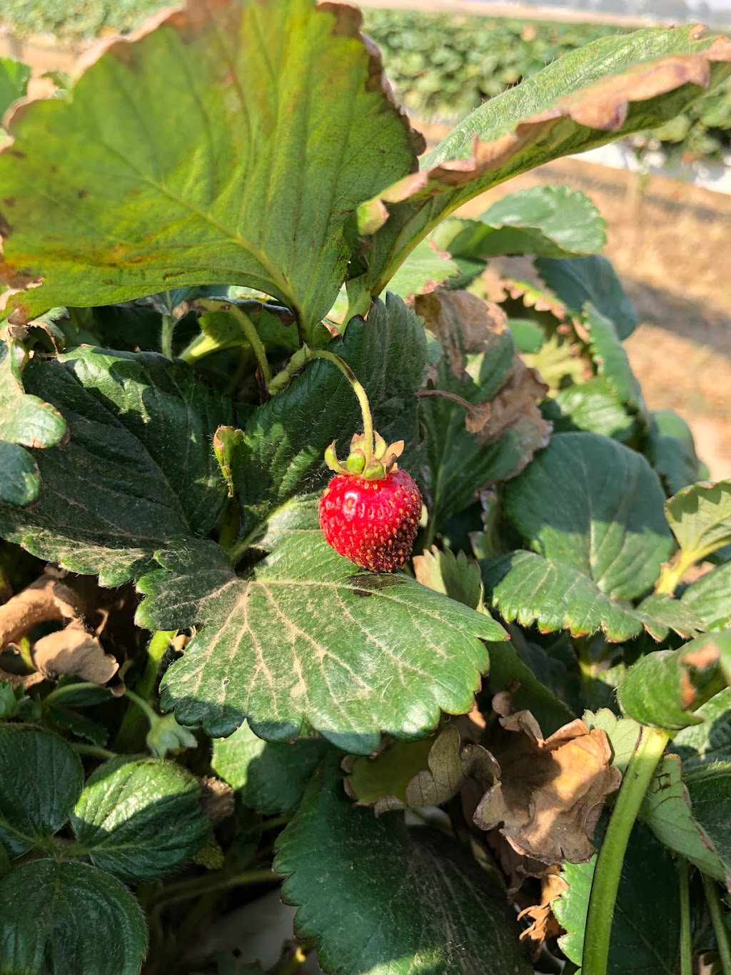 Bidgee Strawberries And Cream | Billagha St, Wagga Wagga NSW 2650, Australia | Phone: 0428 968 909