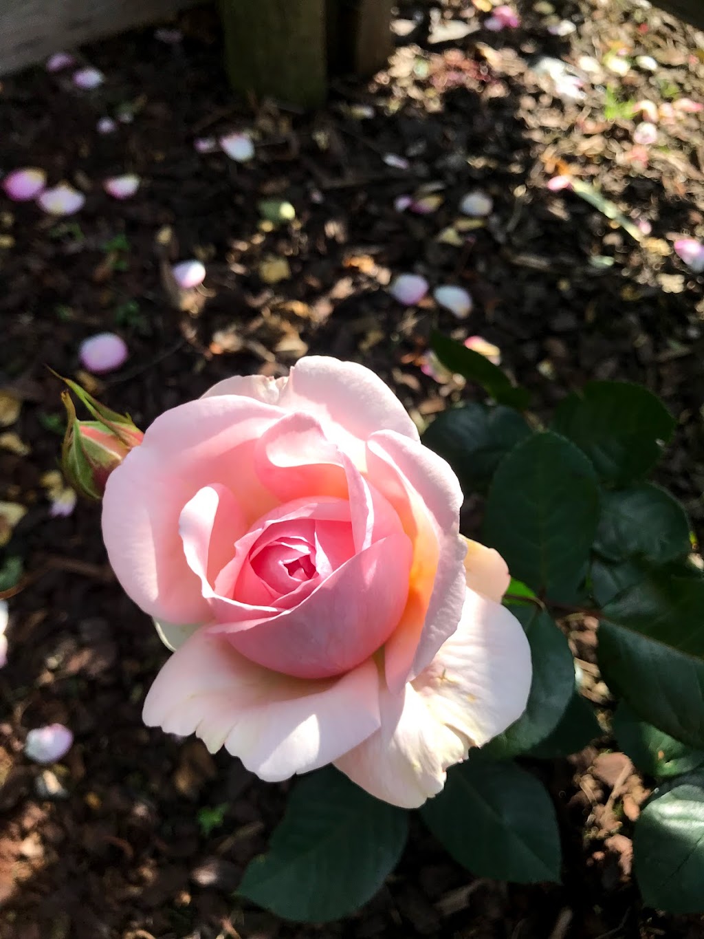 Treloar Roses | 216 Princes Hwy, Bolwarra VIC 3305, Australia | Phone: 1300 044 852