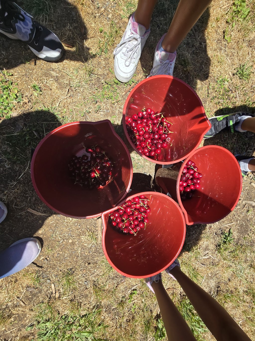 Mount Pleasant Cherries | 98 Mount Pleasant Ln, Canobolas NSW 2800, Australia | Phone: 0487 212 333