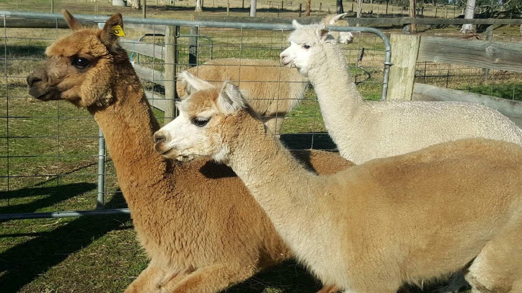Merungle Alpaca Stud | food | Sellings La, Sellings Ln, Maffra VIC 3860, Australia | 0351472444 OR +61 3 5147 2444