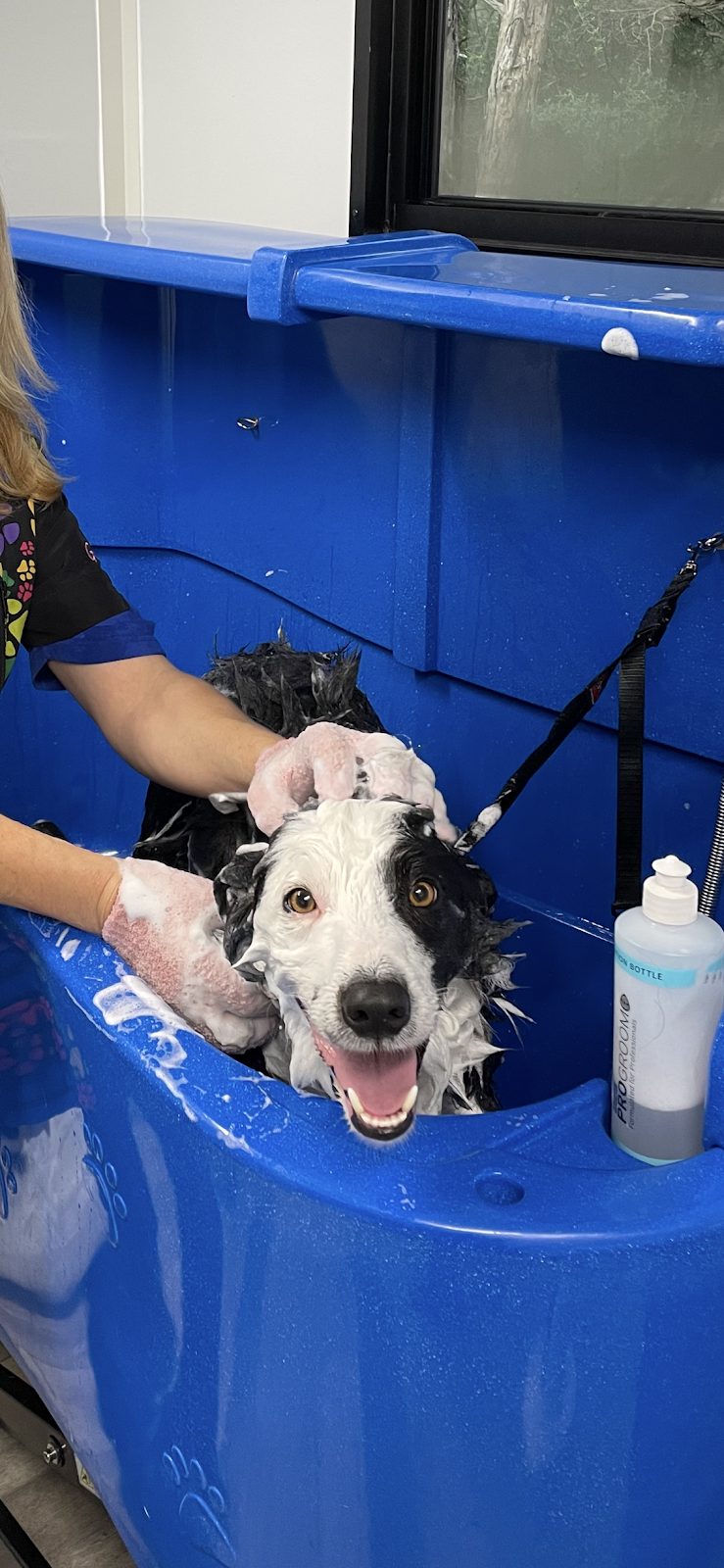 Alli’s Dog Grooming | 1039 Drouin-Korumburra Rd, Athlone VIC 3818, Australia | Phone: 0493 831 933