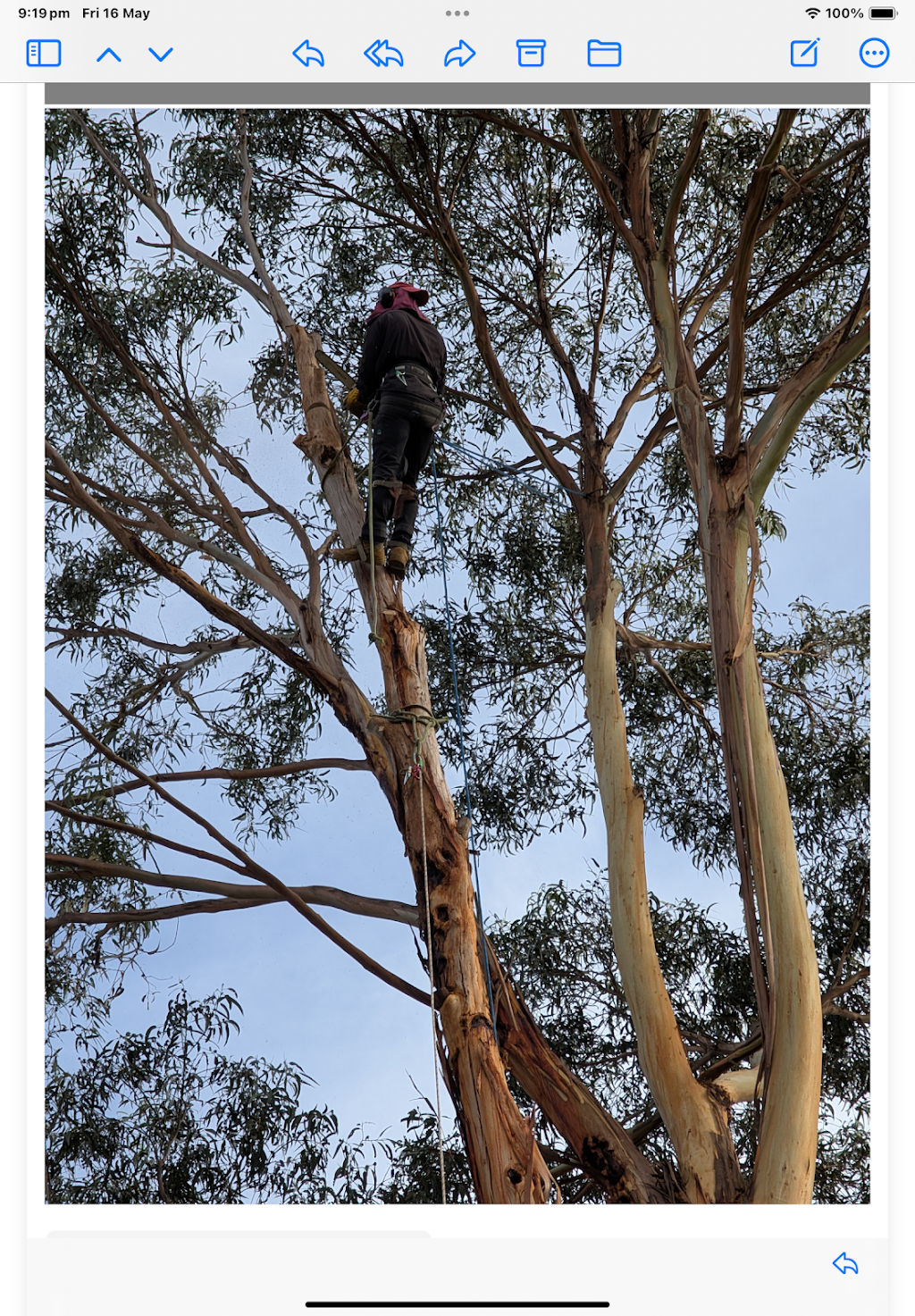 Tree Way Is The Right Way | 7 Southview Cres, New Norfolk TAS 7140, Australia | Phone: 0480 662 907