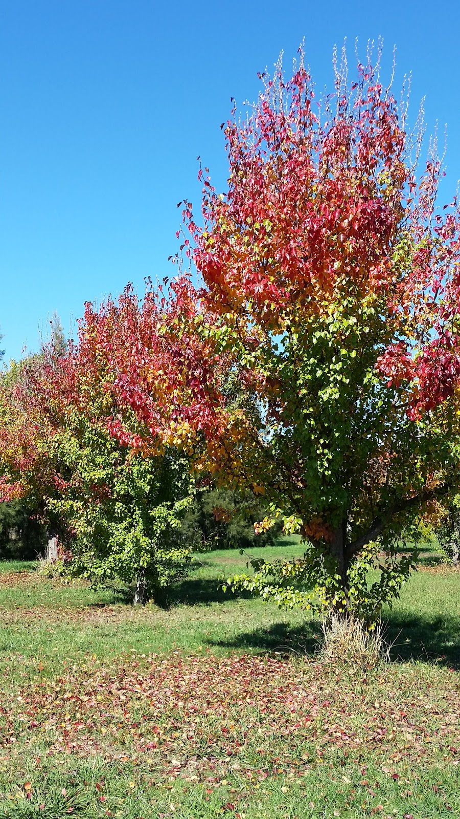 Yerrabi Pond Park | 76C Phyllis Ashton Cct, Gungahlin ACT 2912, Australia