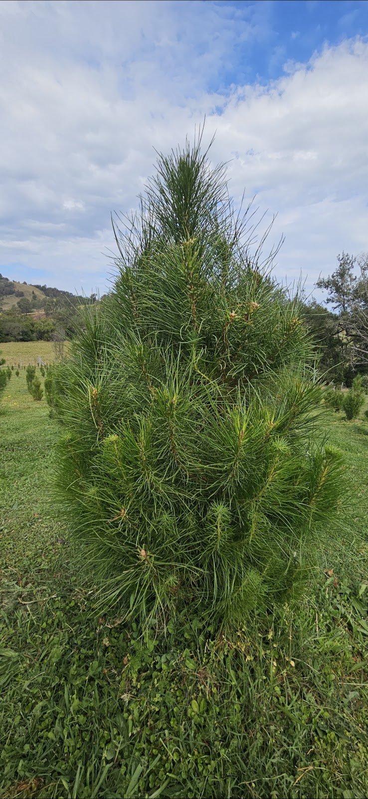 Manning Valley Christmas Trees | 77 Caparra Rd, Wherrol Flat NSW 2429, Australia | Phone: 0409 737 712