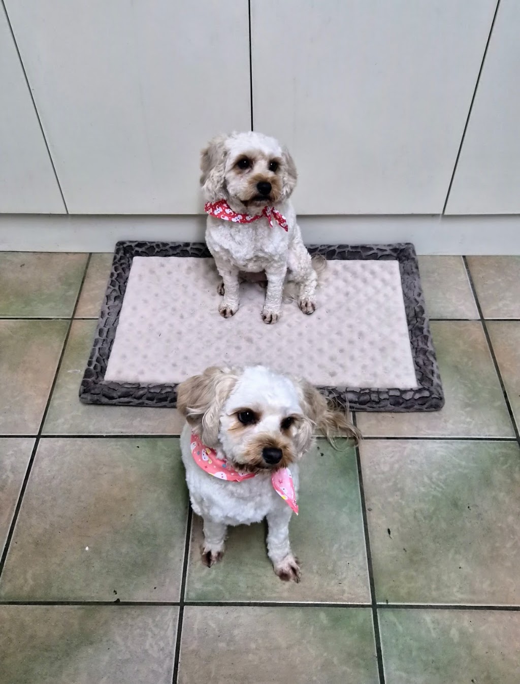 Tiny dog house grooming | Lovely Banks VIC 3213, Australia | Phone: 0432 609 963