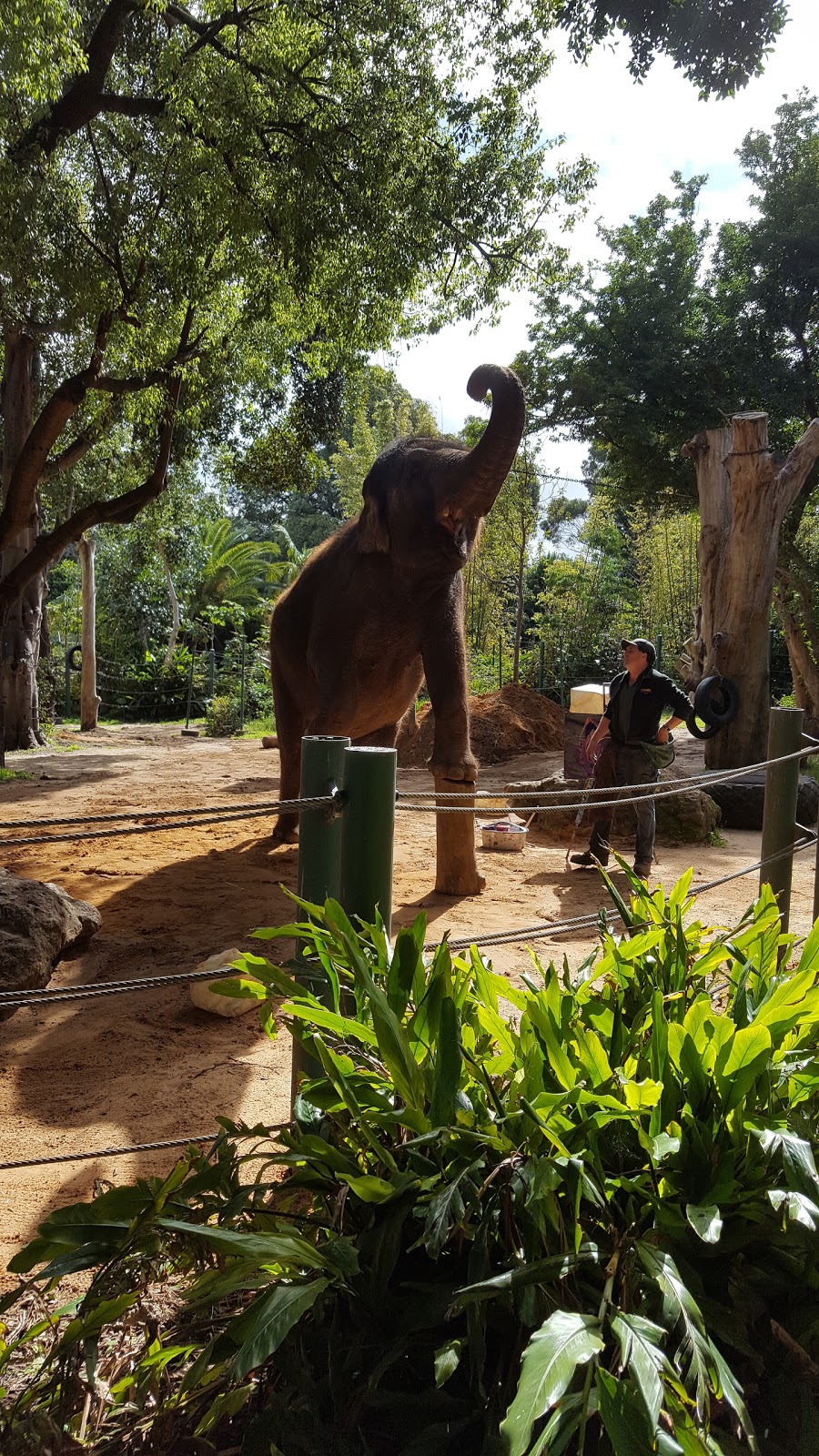 Perth Zoo | 20 Labouchere Rd, South Perth WA 6151, Australia | Phone: (08) 9474 0444