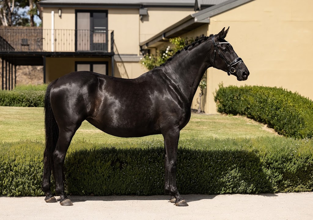 Salisbury Dressage | 2067 Three Chain Rd, Lancefield VIC 3435, Australia | Phone: 0417 859 086