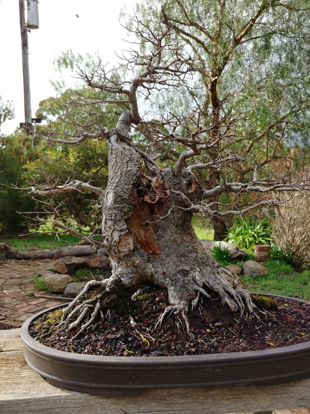 Bodhidharma bonsai nursery and martial arts centre | park | 971 Basalt Rd, Shepherds Flat VIC 3461, Australia | 0354764280 OR +61 3 5476 4280