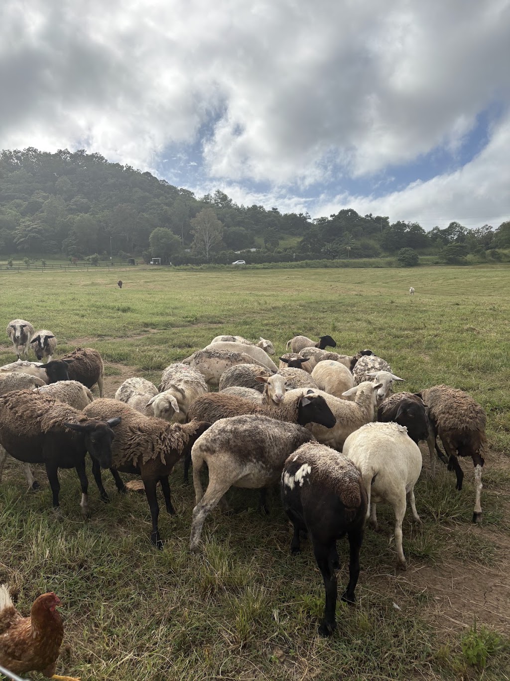 Mount Jukes Family Farm | 1000 Kuttabul Mount Jukes Rd, Mount Jukes QLD 4740, Australia | Phone: 0417 928 099