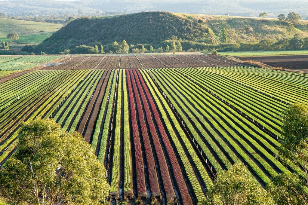 Bulmer Farms | 30 Bulmers Rd, Lindenow VIC 3865, Australia | Phone: (03) 5157 1709