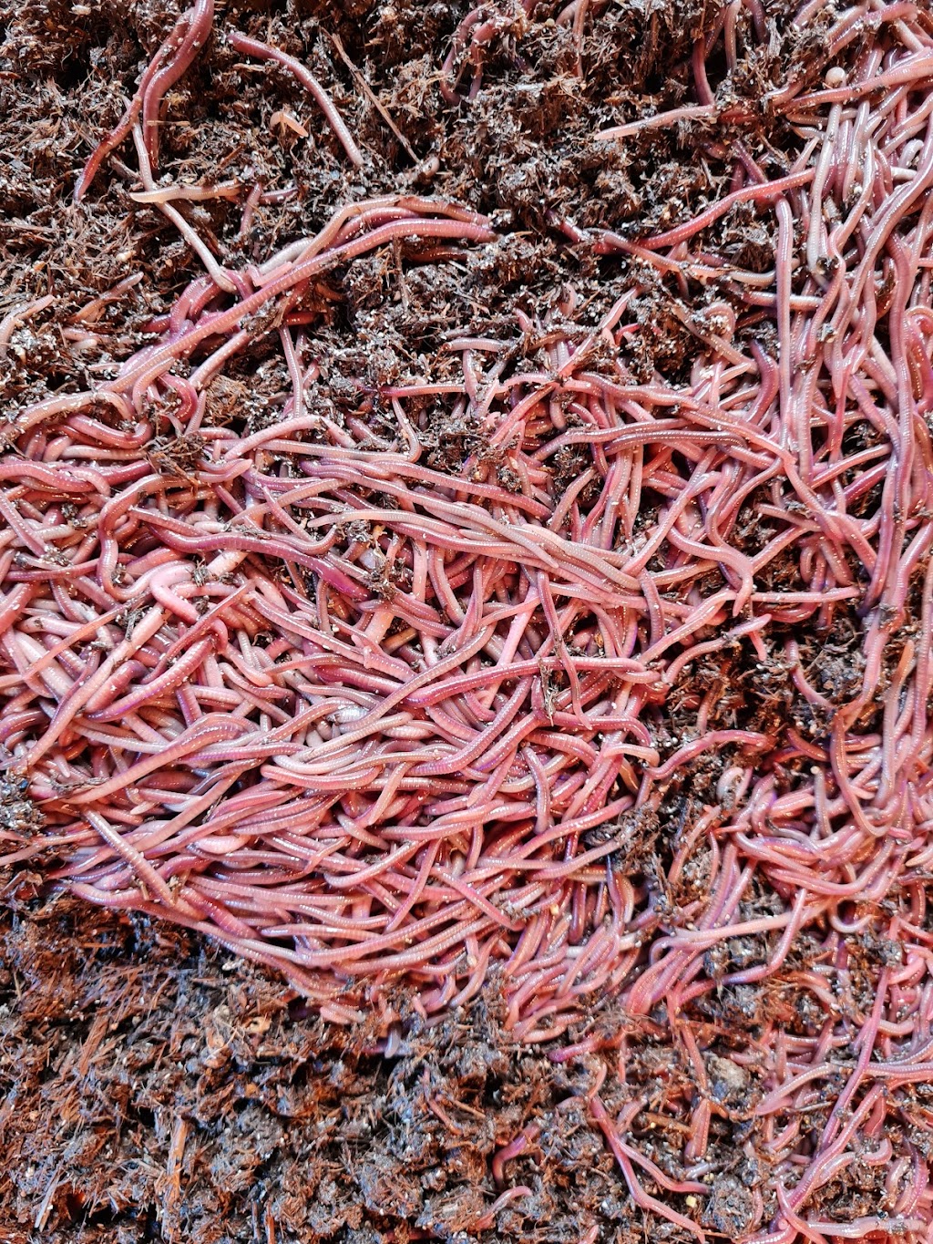 Rural Earthworms | 446 Stony Creek Rd, Stony Creek QLD 4514, Australia | Phone: 0415 058 618