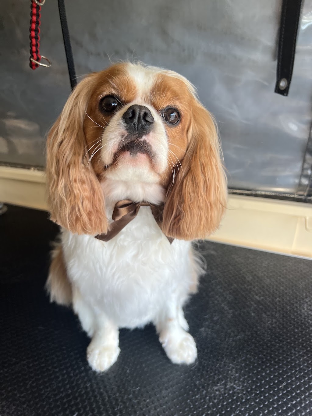 Bark Avenue Dog Grooming | 6 East St, Blakehurst NSW 2221, Australia | Phone: 0423 206 208