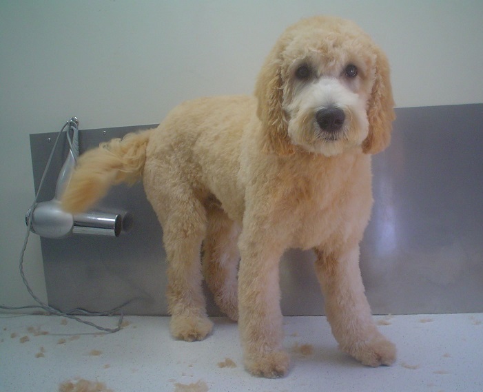 Carlas Dog Clipping & Grooming Narre Warren | 3 Darling Way, Narre Warren VIC 3805, Australia | Phone: (03) 9704 0944