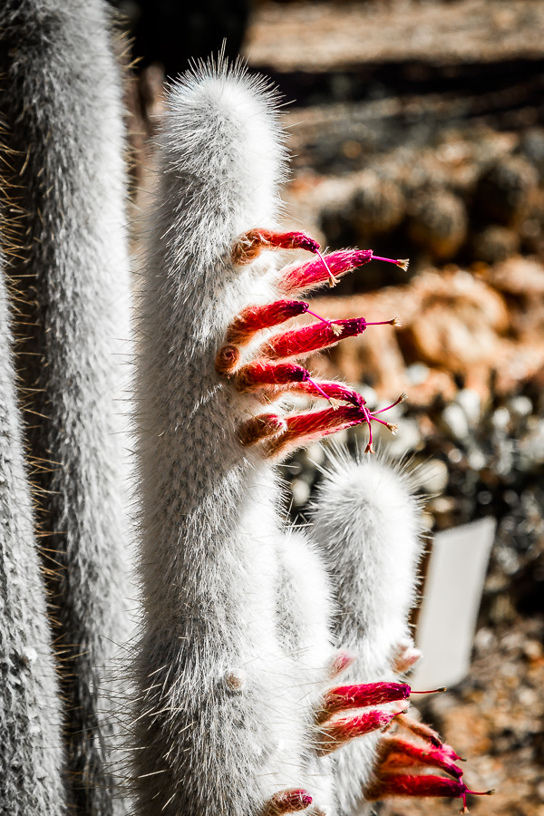 Bevans Cactus Nursery | Lightning Ridge NSW 2834, Australia | Phone: (02) 6829 2778