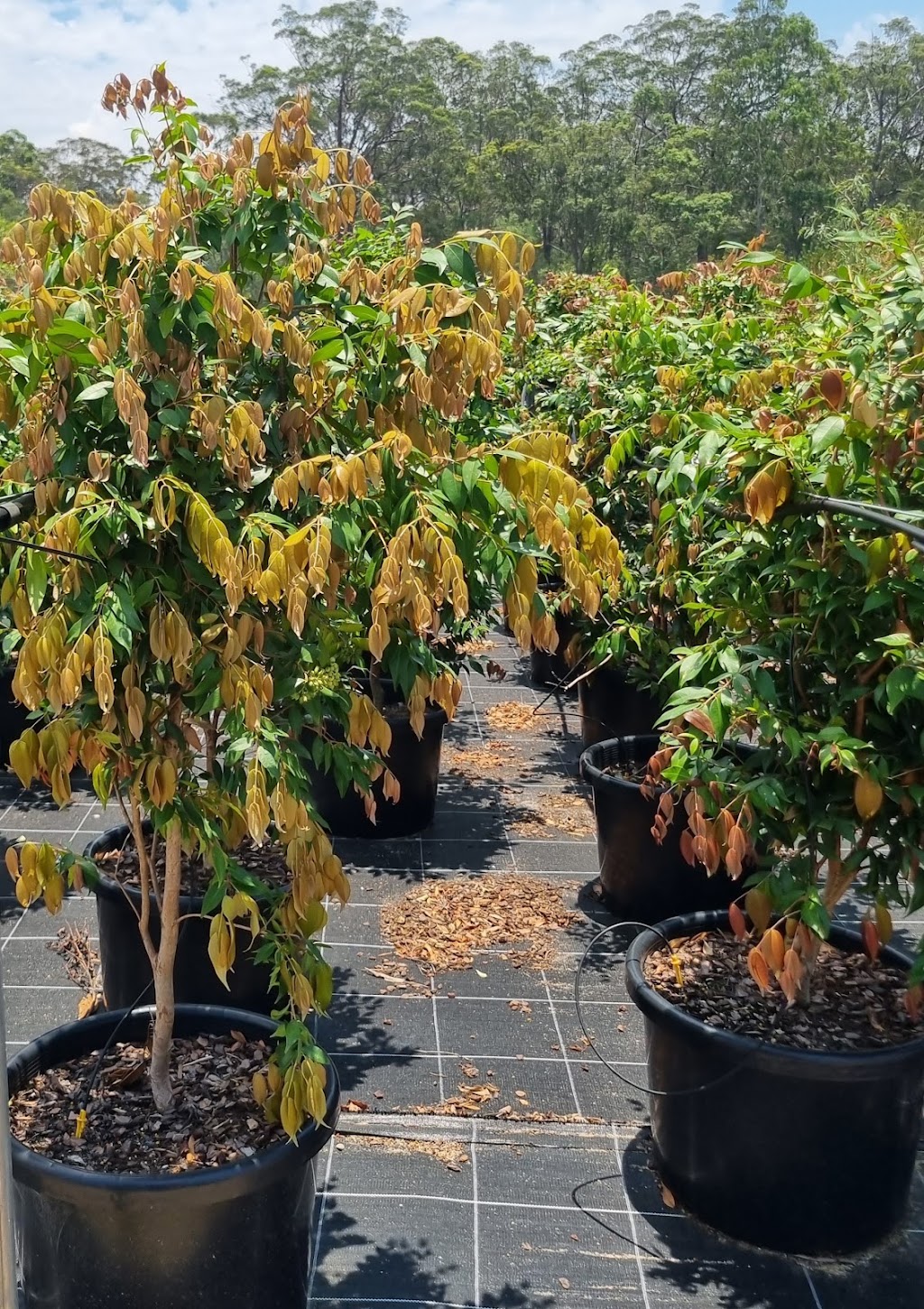 Delivertree | 19-25 Markwell Rd, Caboolture QLD 4510, Australia | Phone: 0401 443 470